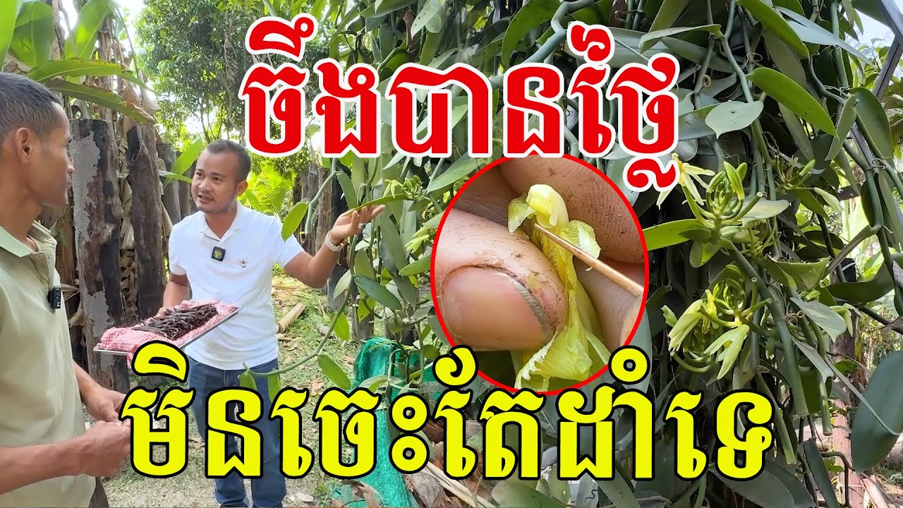 ចឹងបានថ្លៃ​ មិនចេះតែដាំទេ​ ត្រូវការបច្ចេកទេសខ្ពស់ណាស់