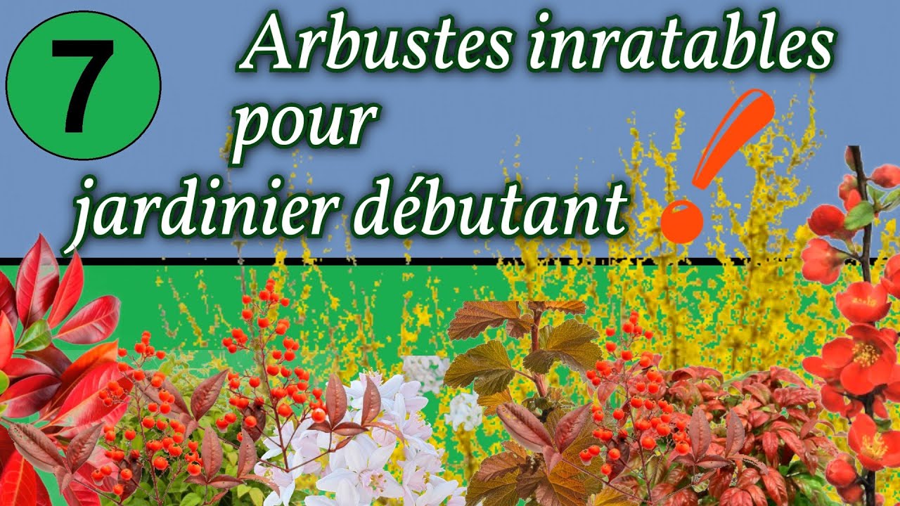 7 Arbustes inratables pour jardinier débutant !