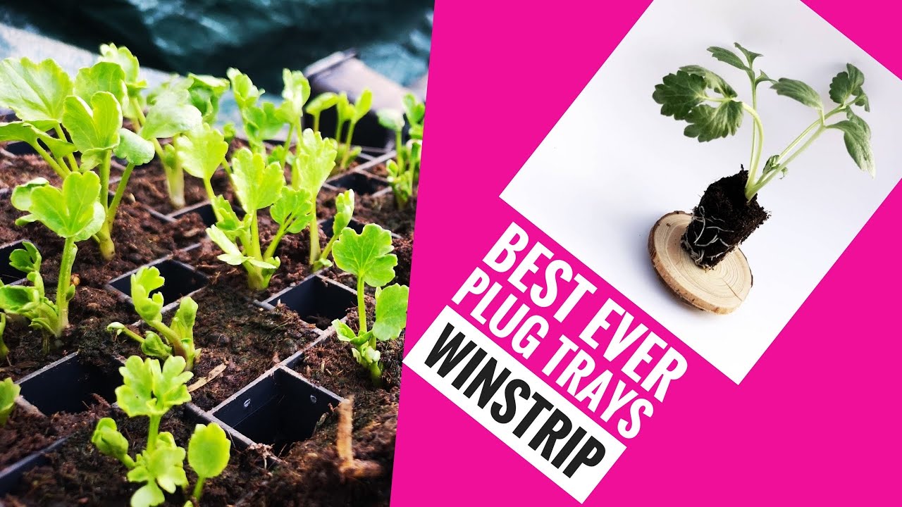 It works!! Winstrip Plug Trays Review for seedling , Air pruned roots, Best grow tray