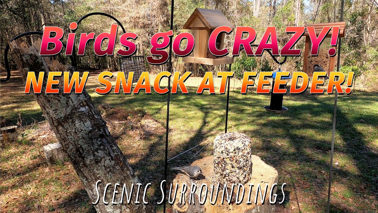 Birds Go Crazy for NEW Snack at My Backyard Feeding Station!  Cardinals, Chickadees & More
