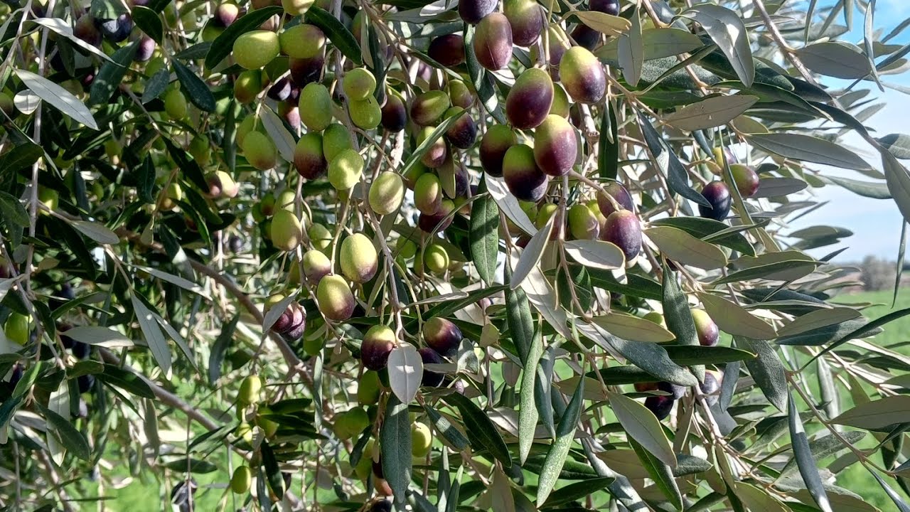 اليوم هو الاخير في جني الزيتون 🫒 دبا نديوه لمعصرة انشاءالله ❤😍
