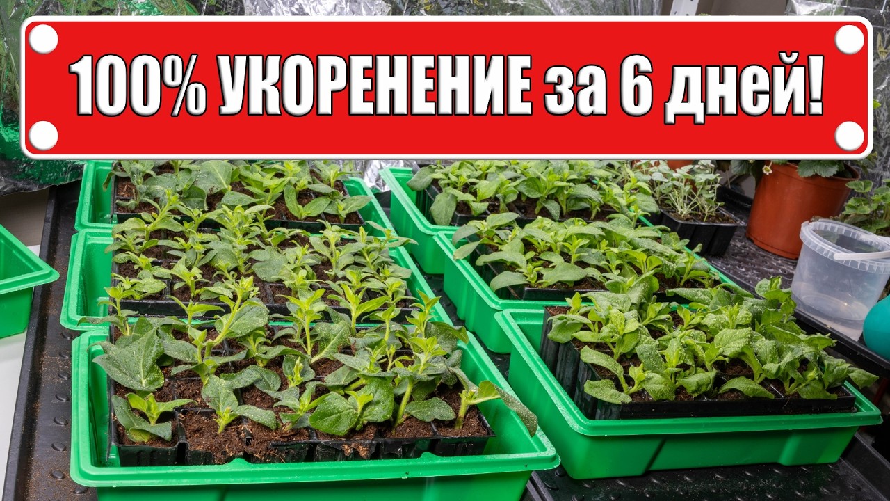 100% укоренение черенков петунии за 6 дней! Развенчиваю мифы о черенковании петунии