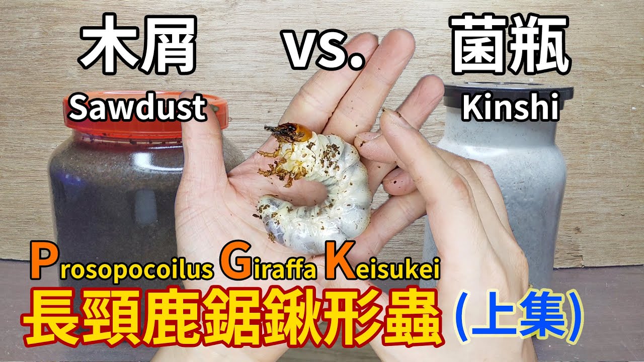 【山林蟲坊】長頸鹿鋸鍬吃菌或吃木屑好？(上集) | Prosopocoilus giraffa keisukei Like Kinshi or Sawdust? (Part 1)