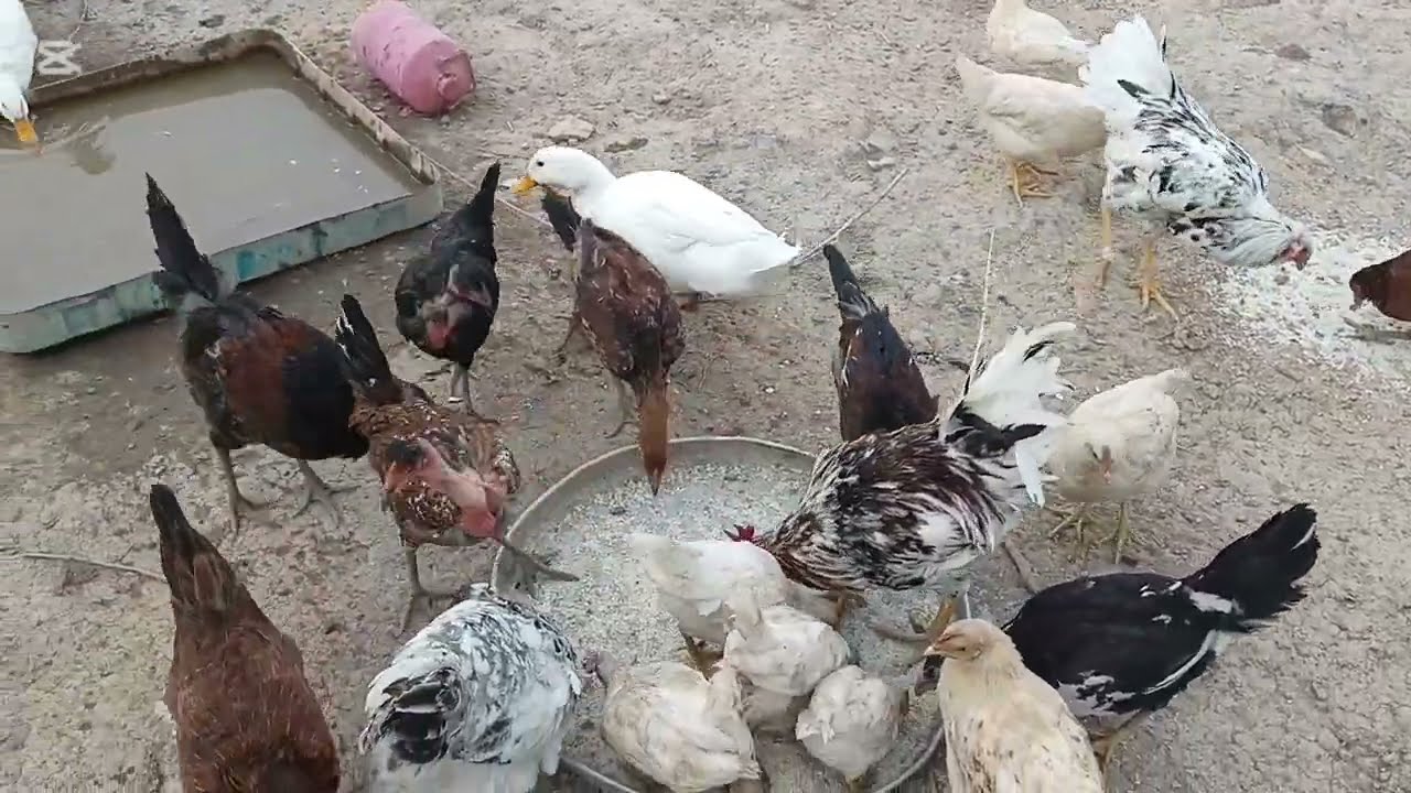 اليوم جبنه دجاج جديدة على المزرعة 😱😱