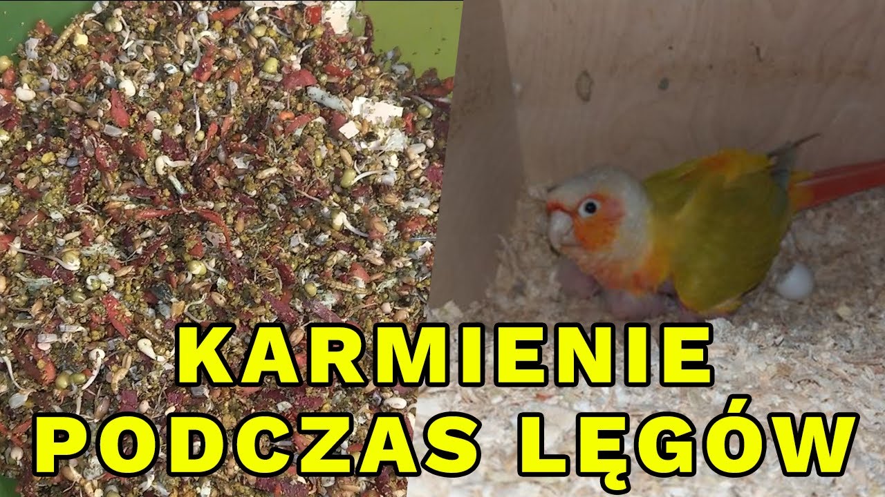 MÓJ SEKRET na udane lęgi u papug! 😮 Budka z rzadkimi rudosterkami SUNCHEEK😱 | HODOWLANIMF.PL