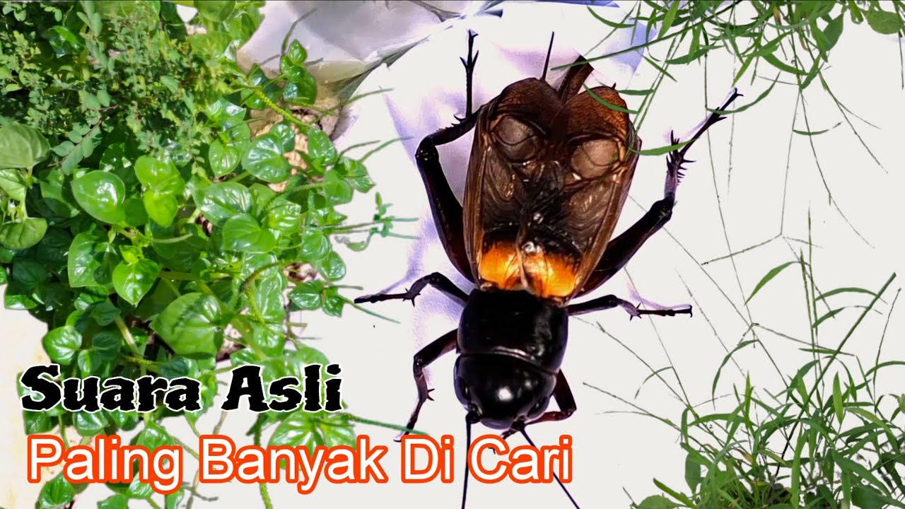 Suara Jangkrik