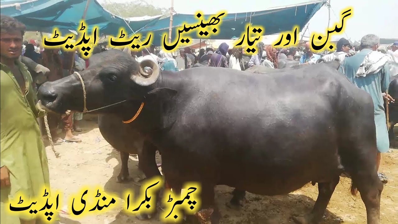 Pragnant buffalo ready to birth / chambar Bakra Mandi update @a.karaingoats3298