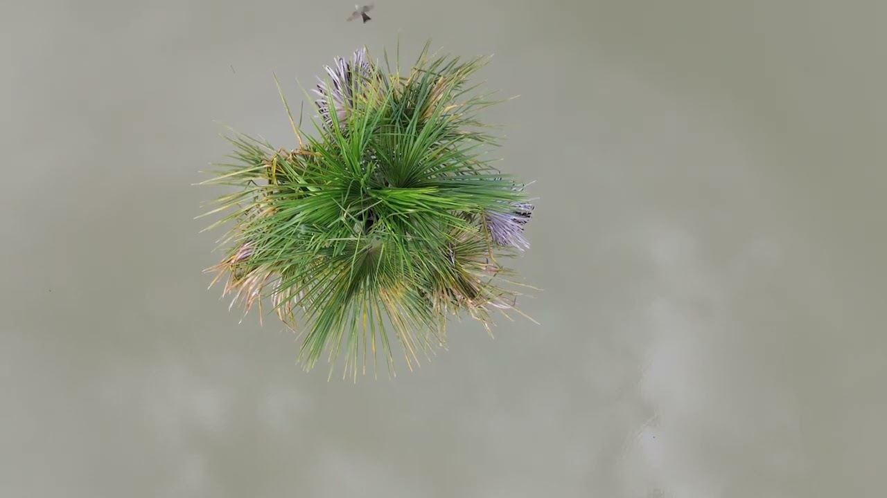 Primavera do Leste-MT em 4k