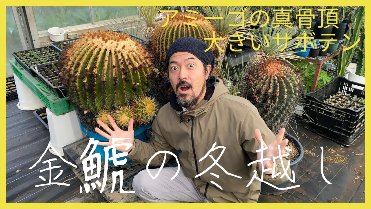 【必見】金鯱の冬越しについて、もうすぐ寒ーい冬です。