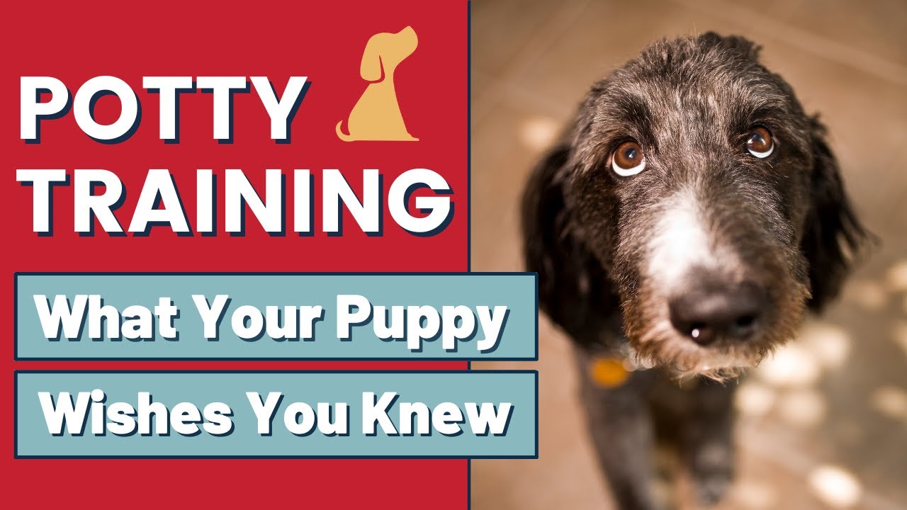 Puppy Potty Training Tips That Can Help You Understand Your Dog Better