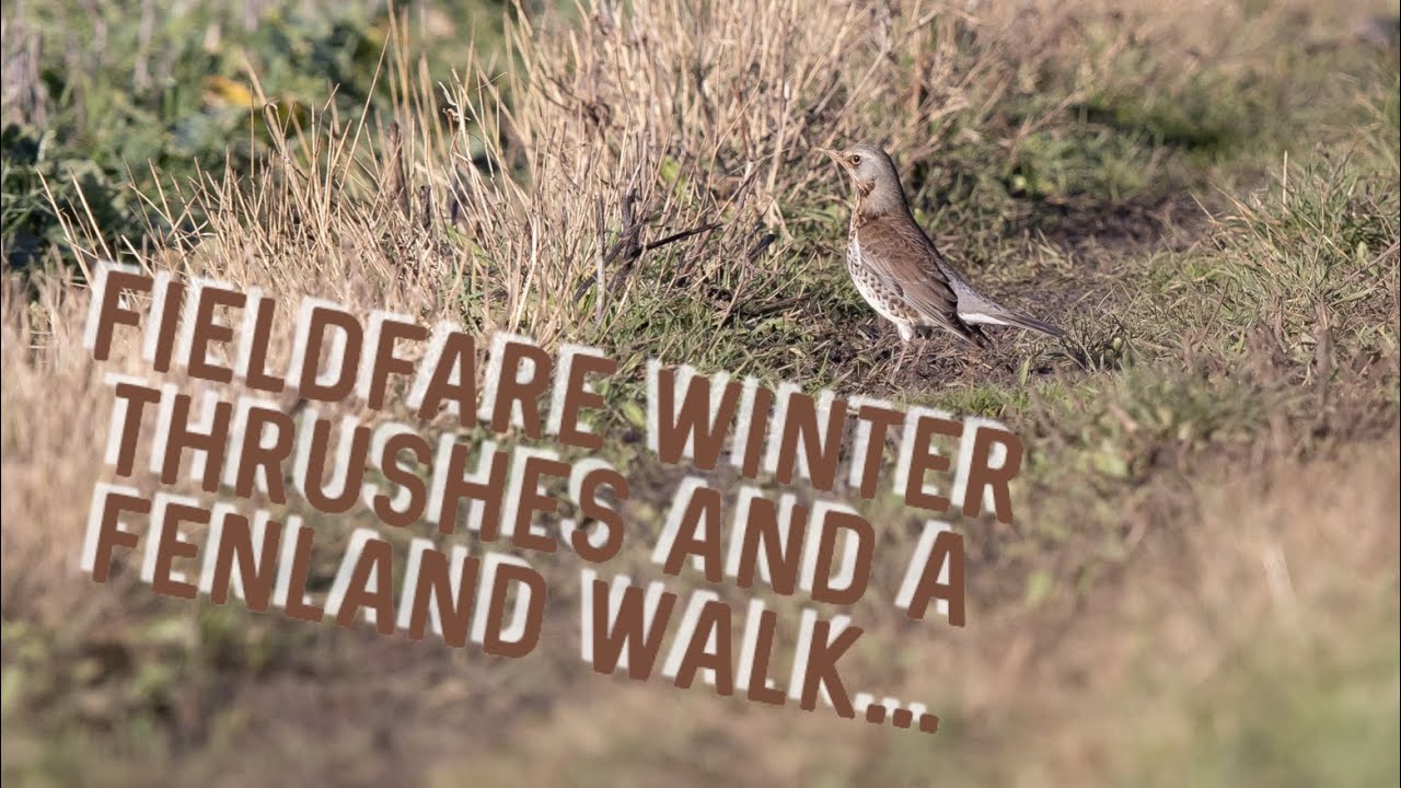 The Fieldfare winter thrush and a Winter walk...