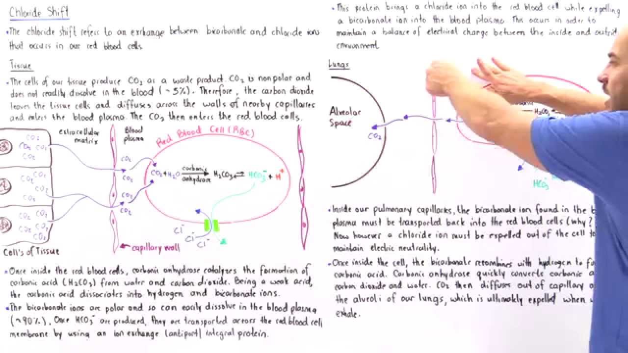 Chloride Shift in Red Blood Cells