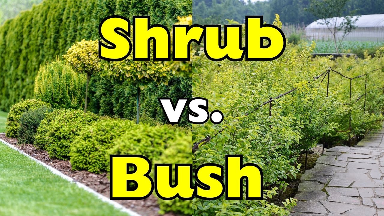 Shrub vs. Bush: What&rsquo;s the Real Difference?