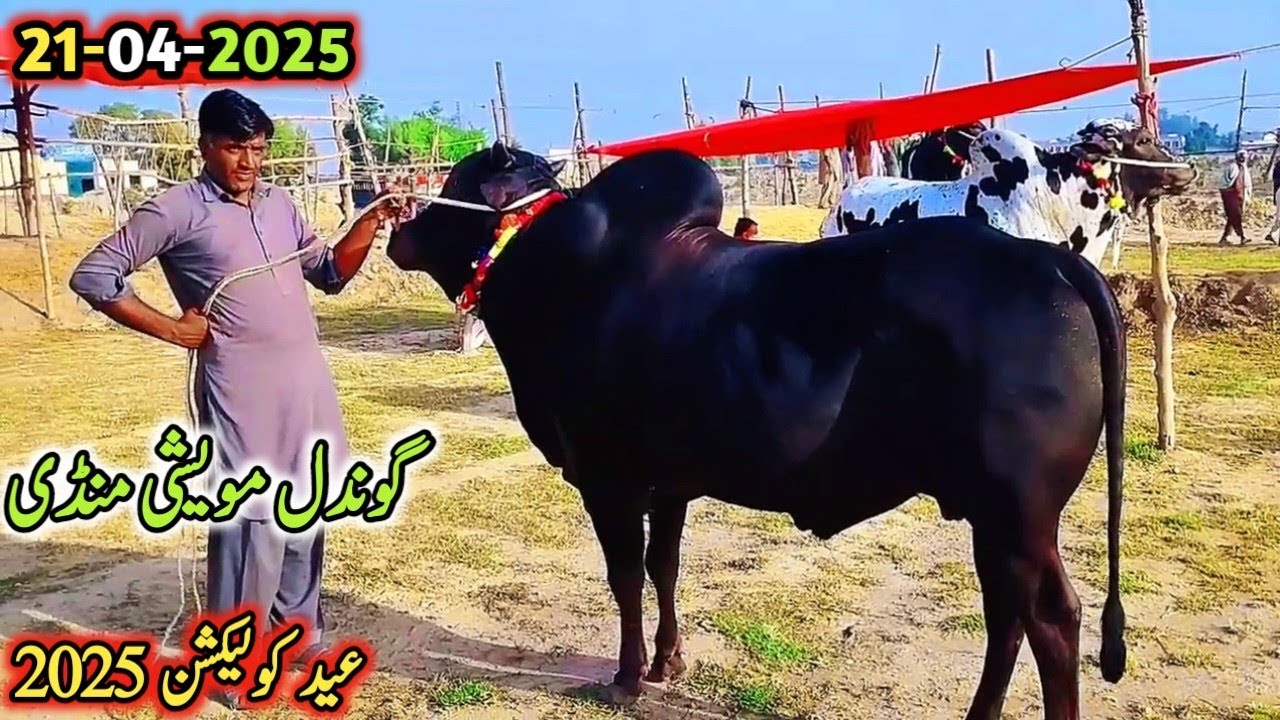 21-04-2024 Today Gondal Mandi latest update!Bakra Eid Collection 2025!#bull#fatehjangibulls