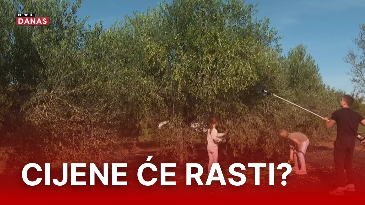 Berba maslina u puno jeku. 