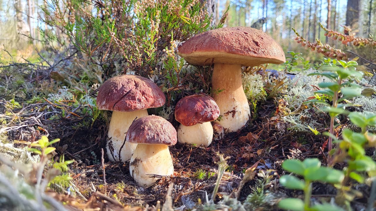Porcini tardivi in Appennino: i Boletus pinophilus di fine ottobre