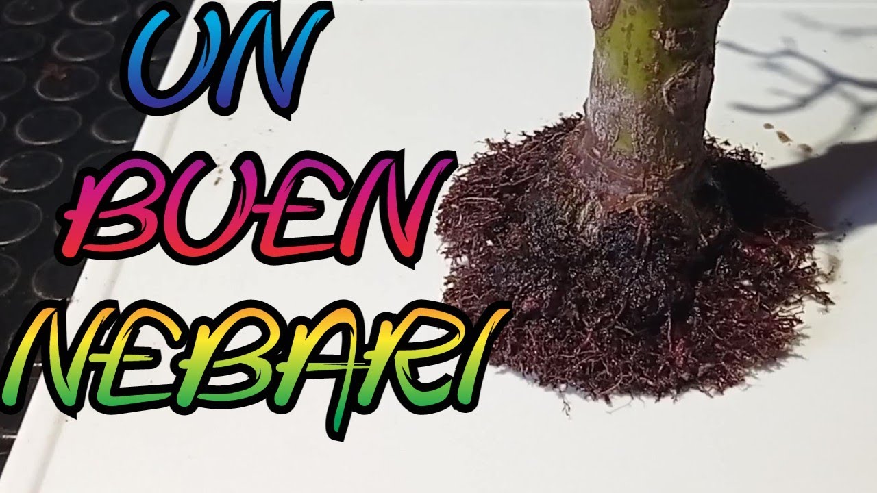 CÓMO FUSIONAR UN NEBARI EN ARCE PALMATUM