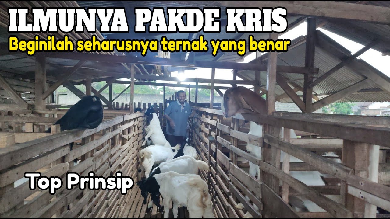 ILMU TERNAK PAK KRIS; JIKA INGIN KAMBING SEHAT PAKAN BREEDING PAKAI RUMPUT