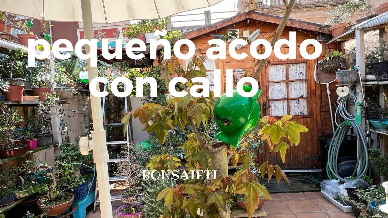 Pequeño acodo con callo