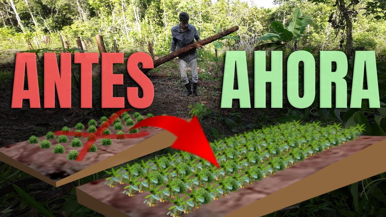 Optimizando BOSQUE COMESTIBLE y Acelerando la Cosecha (En 5 pasos + 3)📝