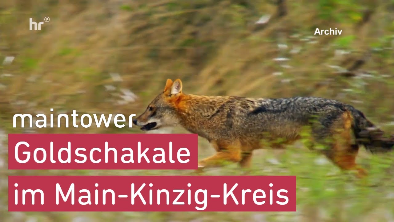 Goldschakal - erstmals im Main-Kinzig-Kreis nachgewiesen | maintower