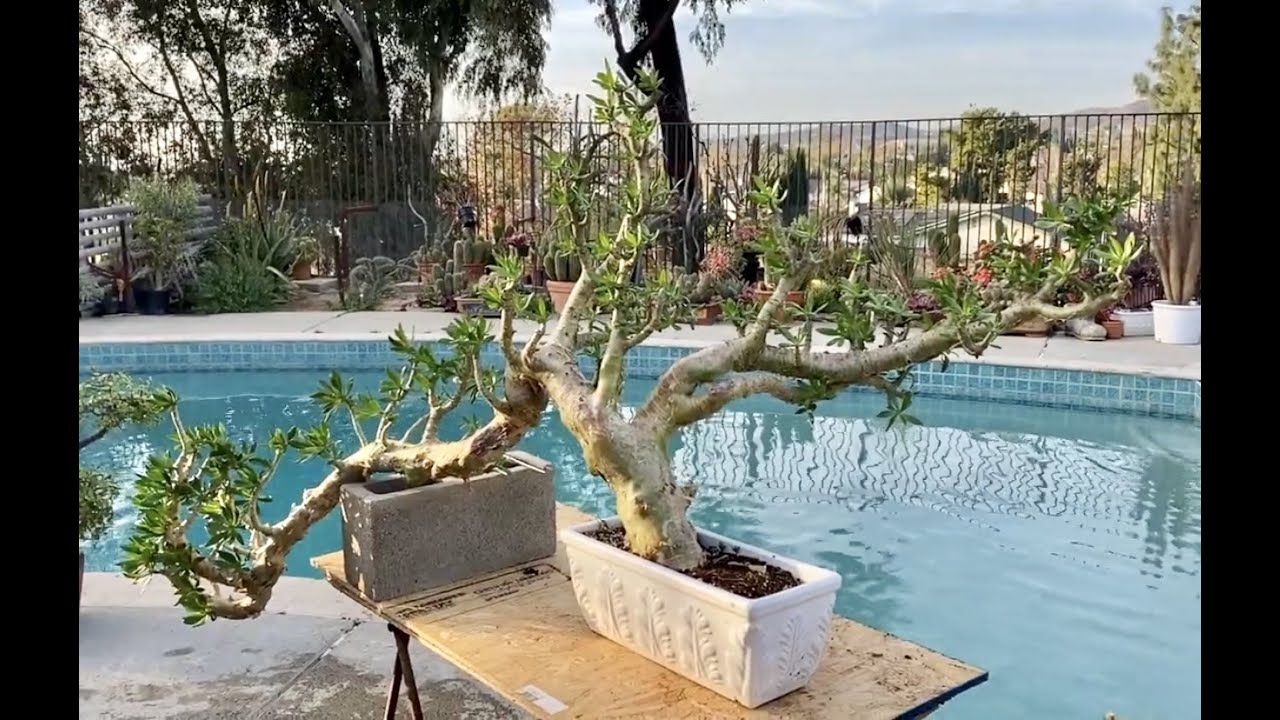 Tylecodon paniculatus. Unique Bonsai Shape! - Episode 1