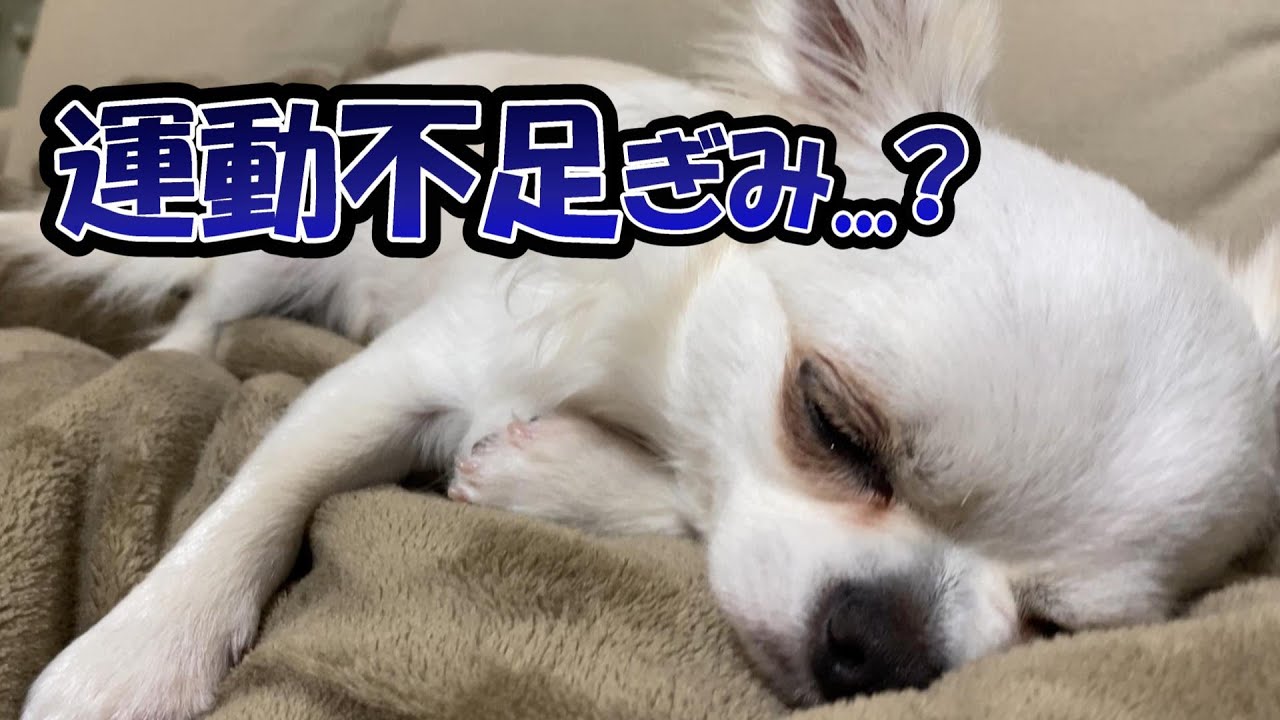 運動不足ぎみな冬は、いっぱいおうちで遊ぼっ！！