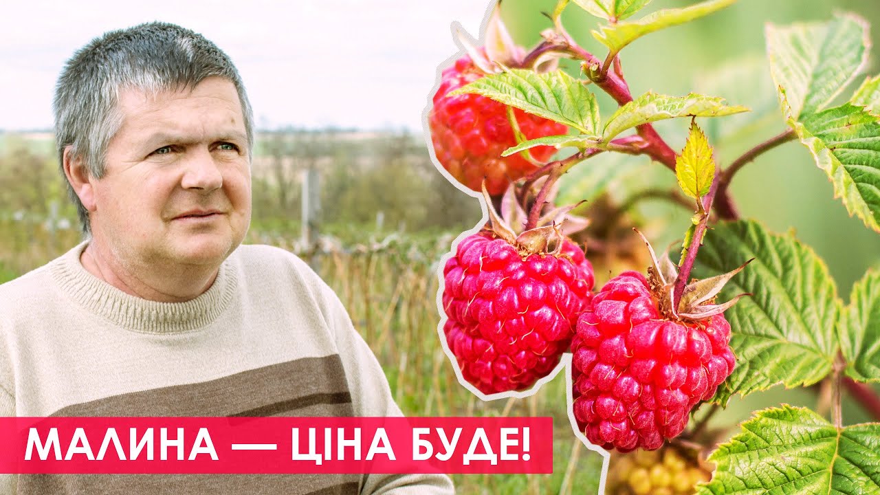 Отримуй граний врожай малини! Всі секрети вирощування малини та заробітку на ній