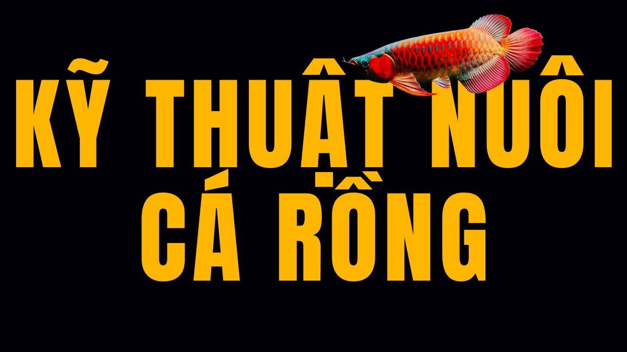 Hướng dẫn nuôi cá rồng căn bản ai cũng có thể làm được