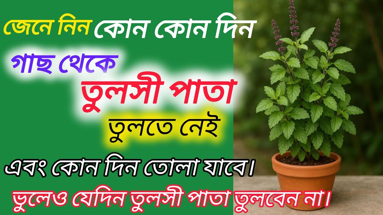 জেনে নিন যে দিনগুলিতে তুলসী পাতা তুলতে নেই ।। কোন কোন দিন তোলা যায়।। Tulsi Important Facts