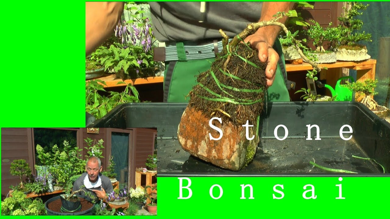 Bonsai Spezial Art Bonsai Felsenbepflanzung Technik und Vorgehensweise