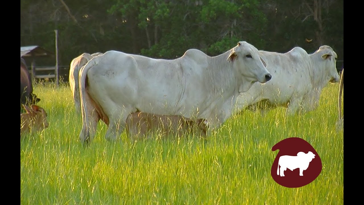 Explotación de Ganado Blanco Orejinegro (Ganado Criollo Colombiano) - TvAgro por Juan Gonzalo Angel