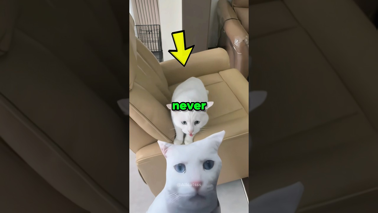 Never get a white cat 🤣🐾                 #cat #pets