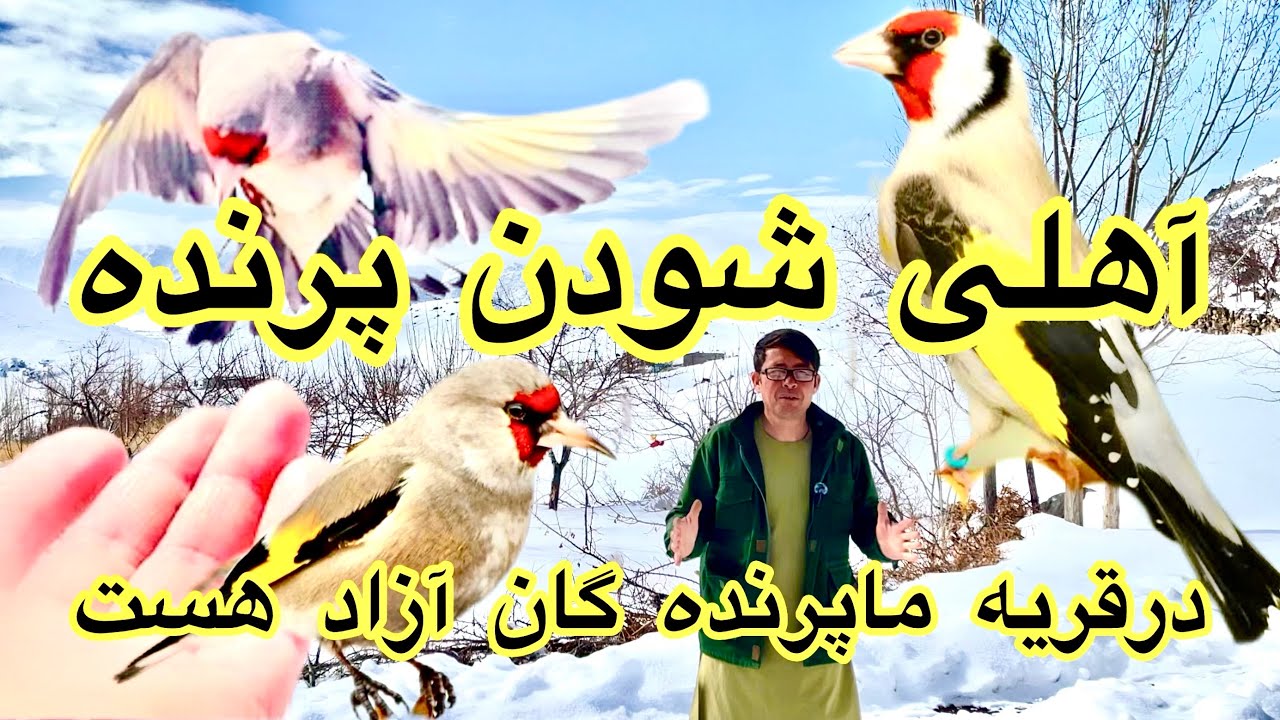 درقریه ماپرندگان آزاد هست 