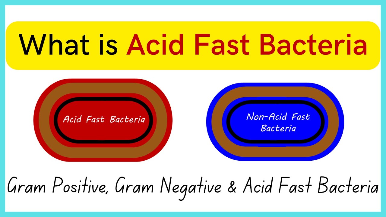 What is Acid Fast Bacteria | Everything about Gram +ve , Gram -ve  & Acid Fast Bacteria