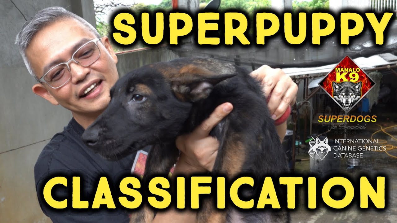 Our Superpuppy Classification System, Superpuppy 2021-0001 Tests
