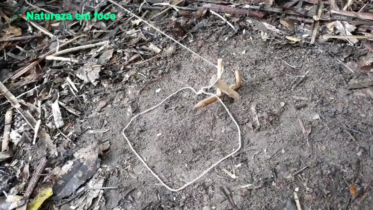 Melhor armadilha de laço com gatilho sensível para pegar animais