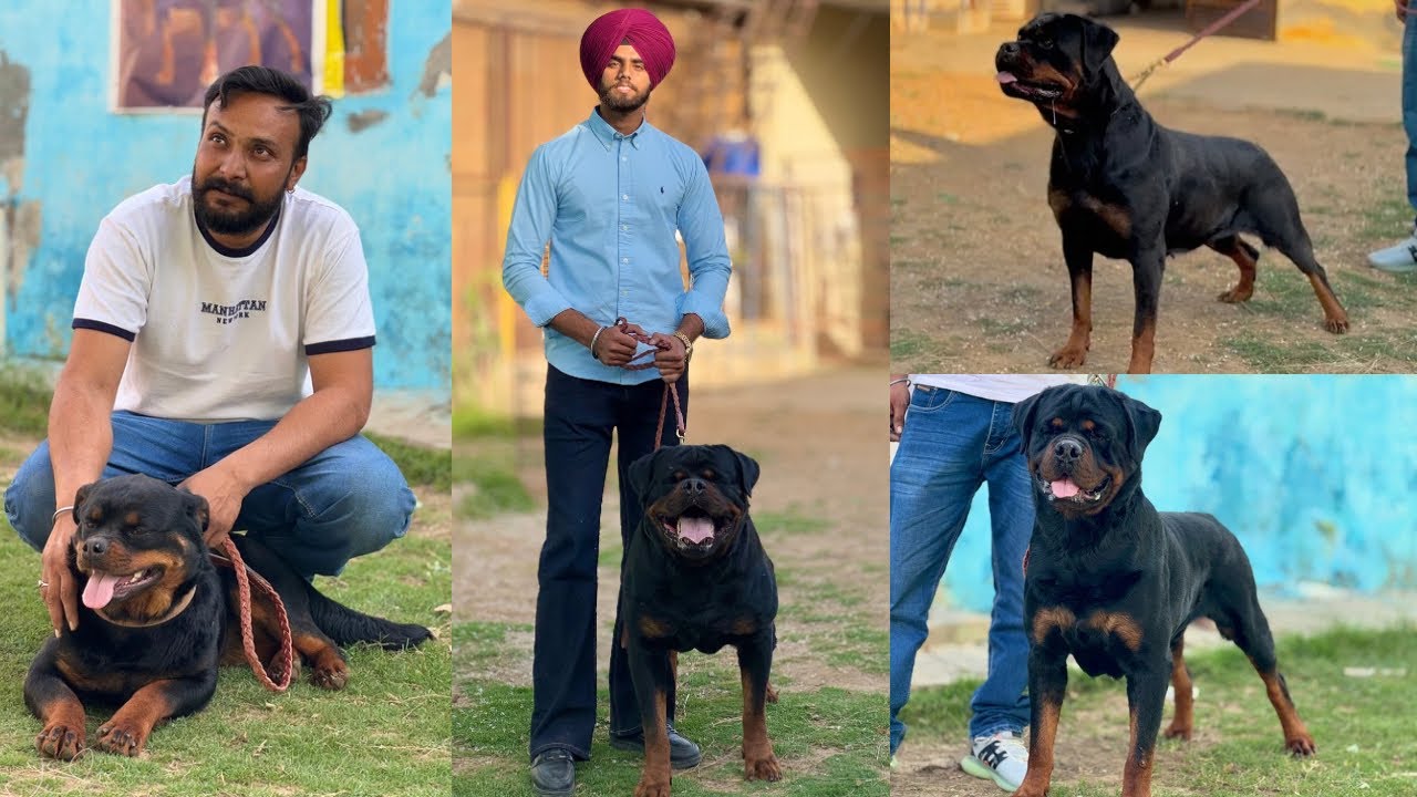 BEST ROTTWEILER KENNEL IN PUNJAB ‼️🔥 MOST INFORMATIVE VIDEO ON ROTTWEILERS 😍 IMPORTED BLOODLINES