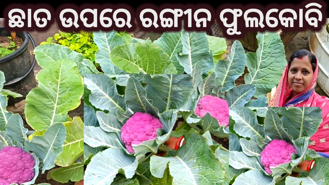 ରଙ୍ଗୀନ ଫୁଲକୋବି ଚାଷ! ଛାତ ଉପରେ ଖୁବ୍ ସହଜରେ #fulakabi #fulakobi 