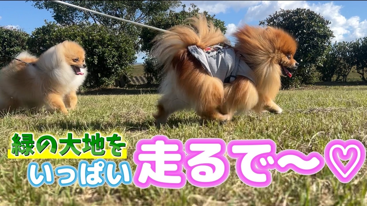 【お散歩】いっぱい走り回るポメラニアン兄弟が可愛すぎた。