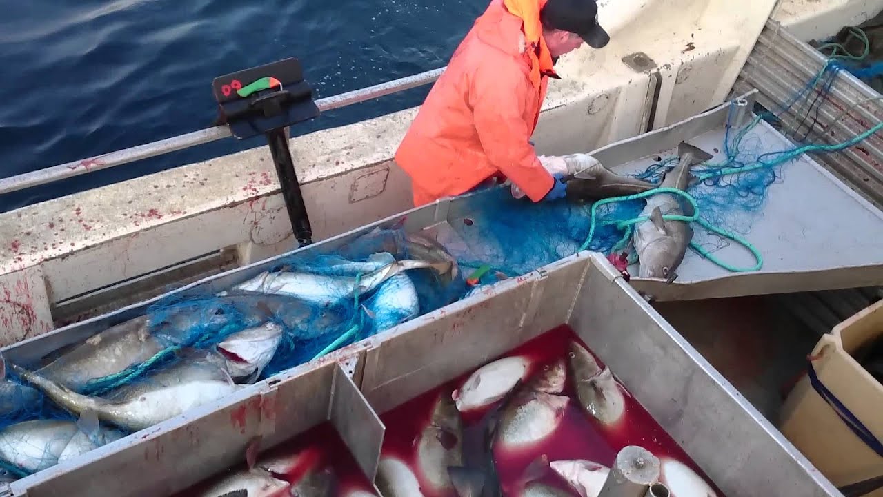 Vegard p&aring; torskfiske i Senjahopen