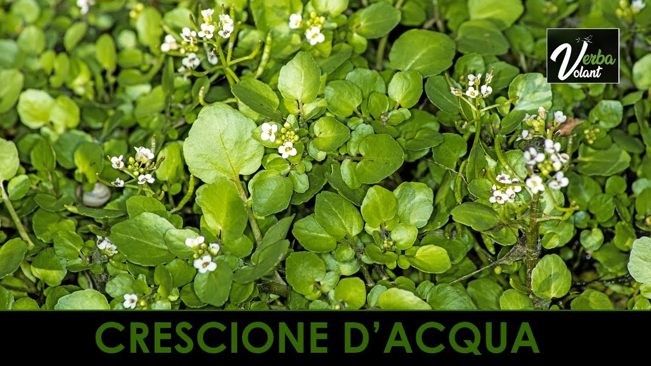 VERBA VOLANT - Il Crescione