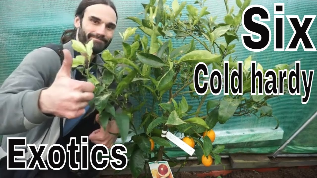 Six cold hardy exotic fruits to grow in the UK and cold climates.