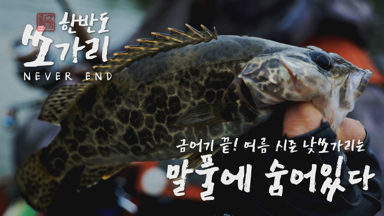 본격 적인 여름 시즌 시작! 낮 시간대 낚시를 가신다면 말풀밭을 공략해보세요!