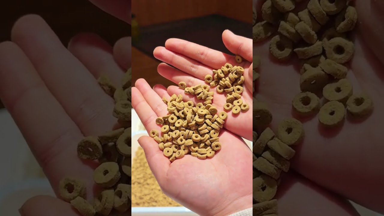 Man please have 4 jin of tiramisu meat rolls #Naughty Little Golden Shield Cat food#Immers