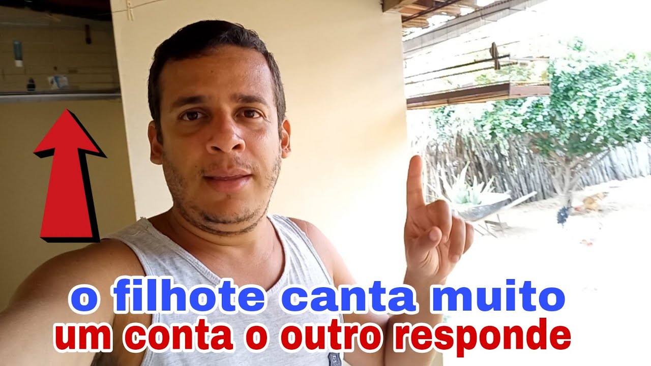 Filhote de azul&atilde;o disputando canto com o azul&atilde;o gonzag&atilde;o. Est&aacute; cantando muito 