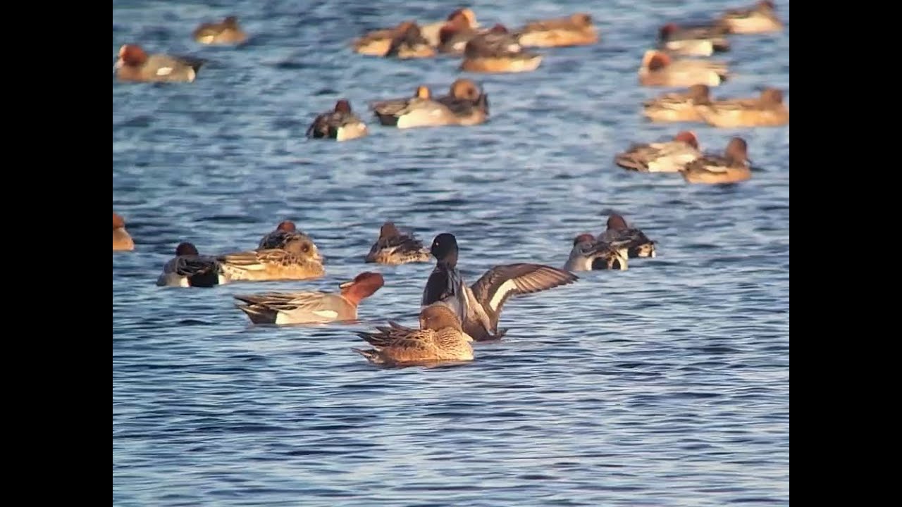 Kleine Topper, Botshol