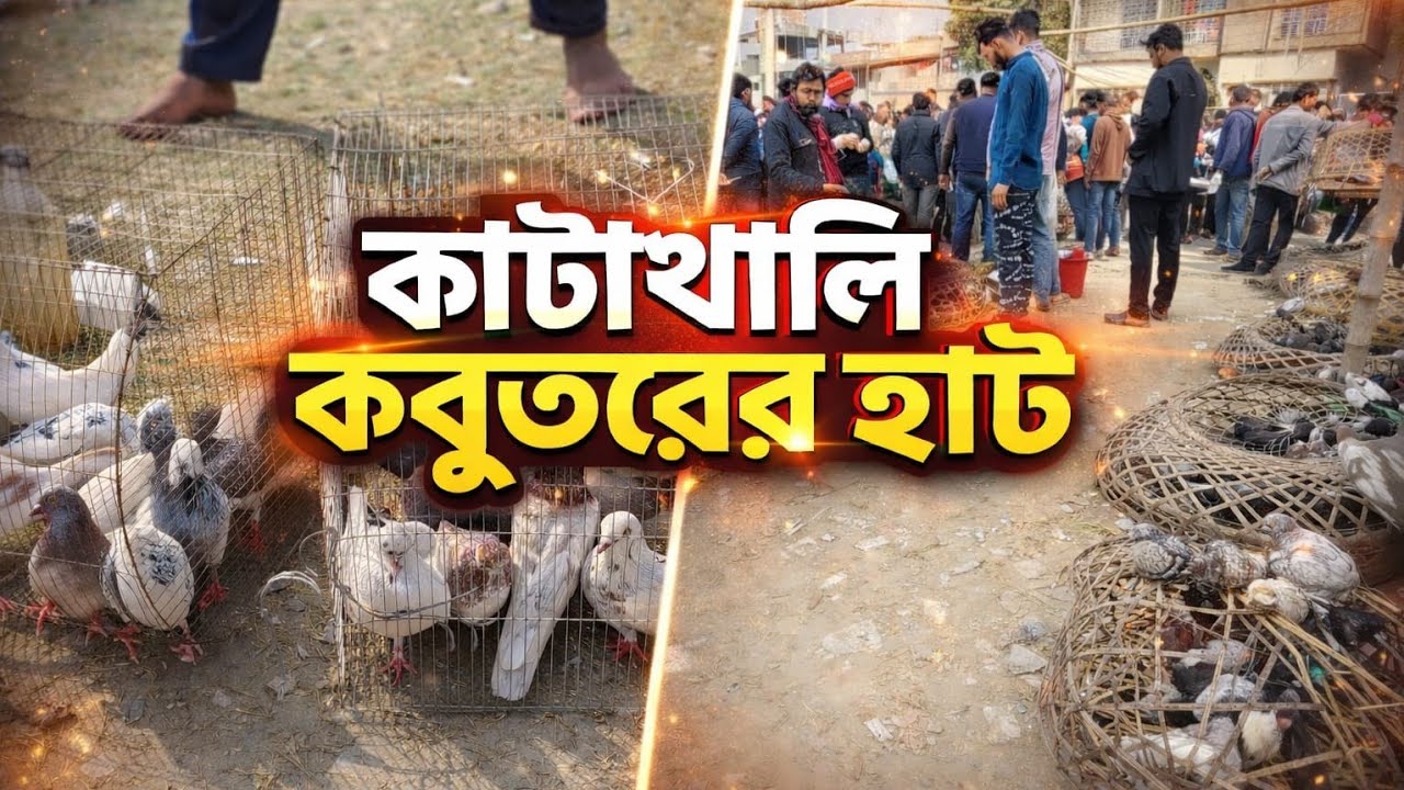 পার্ট-১ || গিরিবাজ কবুতরের আপডেট বাজার দর || Katakhali Pigeon Market in Rajshahi BD | Giribaj Pigeon