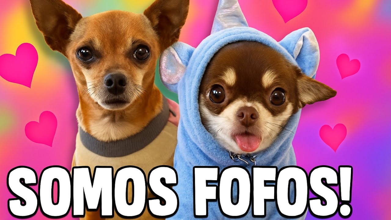 POLENTA RONCOU E BRINCOU MUITO NO VLOG DE HOJE!