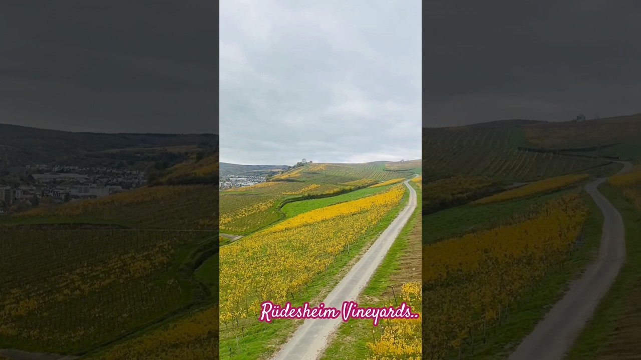 Vineyards | Rüdesheim am Rhein | UNESCO World Heritage Rhine Valley | 